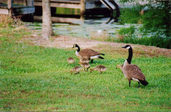Kramer-Born on Lake Seminole 2
