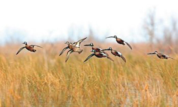 ducks