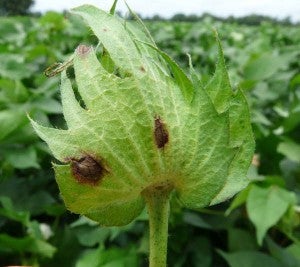 An increasing number of fields in Georgia are being confirmed with target spot. This is likely a combination of continued wet, cloudy weather and the developing canopy of the cotton crop. | Thomas County Extension