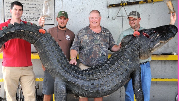 Dr. Daniel White, Alex Harrell, Gary Braswell and Jim Overman caught the new Georgia state record alligator Wednesday night. 