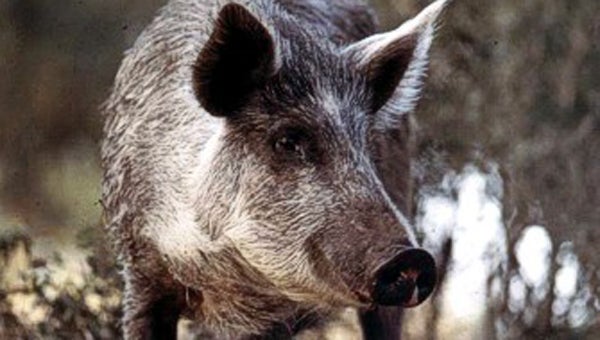 Feral swine have not caused much of an uproar in Southwest, Ga. but steadily their population numbers are invading the entire state.