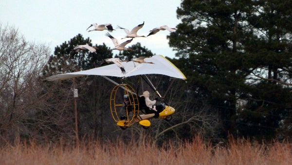A flock of eight Whooping Cranes, an endangered species, landed in Climax last week on their annual migration to Florida led by ultra-lite planes. -- Photo by Operation Migration