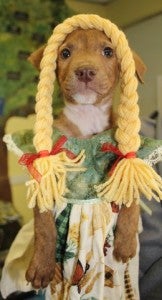 Jess loves being made into a Swiss Miss with her golden yarn braids made by Beth.  She is one of the “J Pups” available for adoption from the shelter. 
