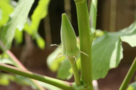 Tips for home garden okra - The Post-Searchlight | The Post-Searchlight